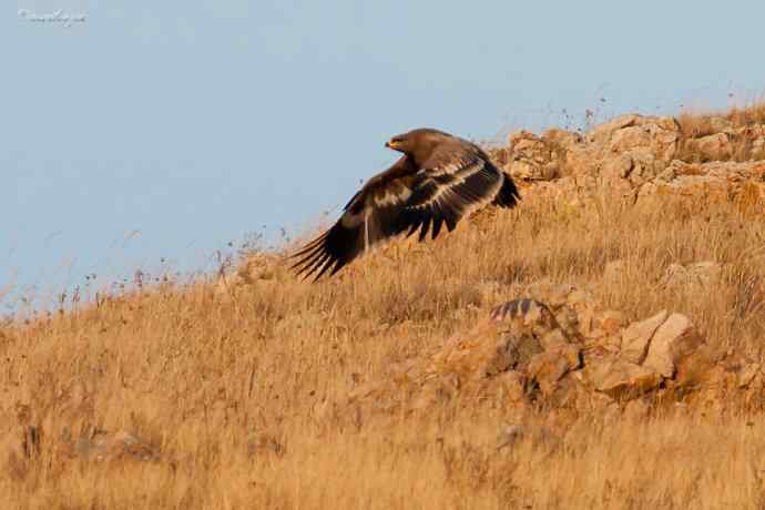 草原有约. wbr夕阳下与草原雕一家敖包相会