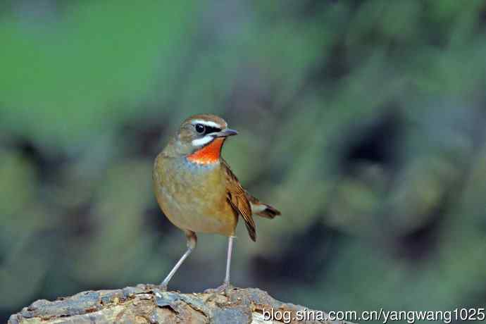 雄性红喉歌鸲（22）