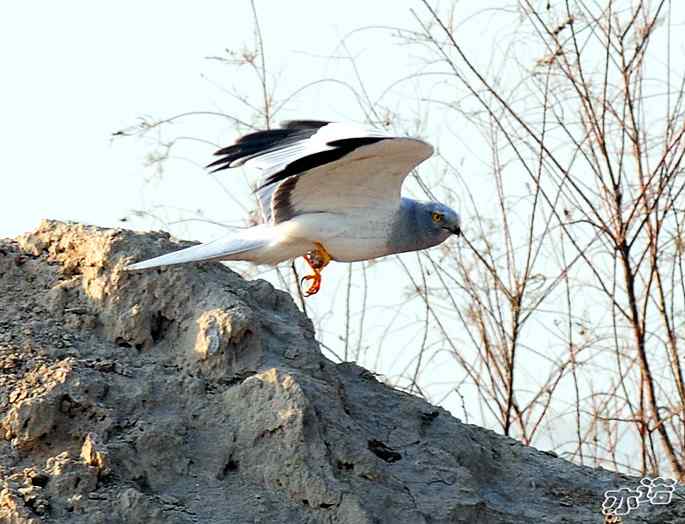 官厅水库&nbsp;wbr路&nbsp;wbr被喜鹊驱赶的白尾鹞