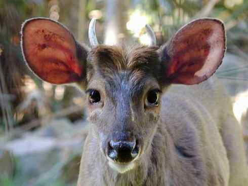 麒麟：传说的兽原型探秘（白尾鹿）