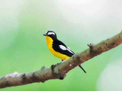 美丽无罪：雀鸟之姬鹟