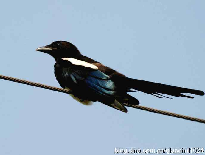 清仓晒鸟儿 清仓晒鸟儿