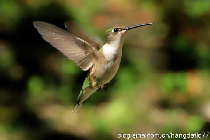 美国鸟类摄影——红玉喉北蜂鸟（5）