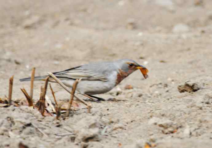 随走随拍（赤颈鸫）
