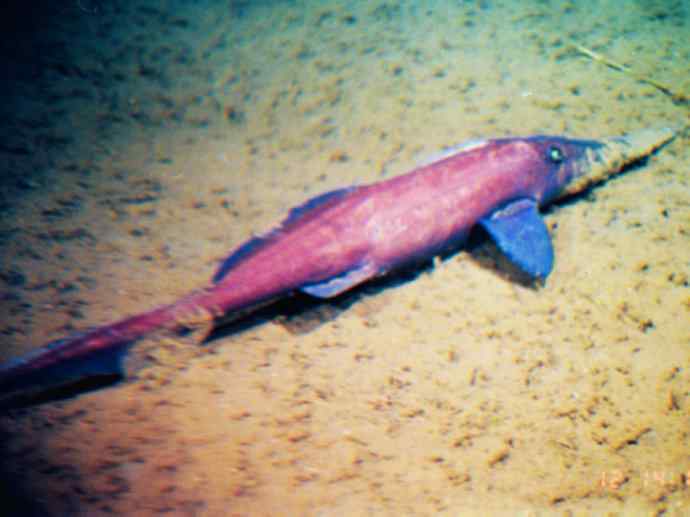 鱼类活化石：长吻银鲛