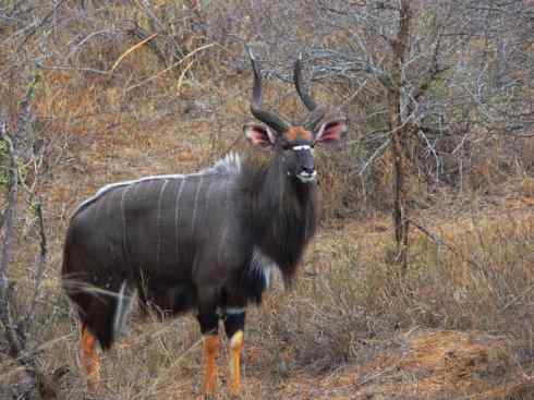 麒麟：传说的兽原型探秘（紫羚）