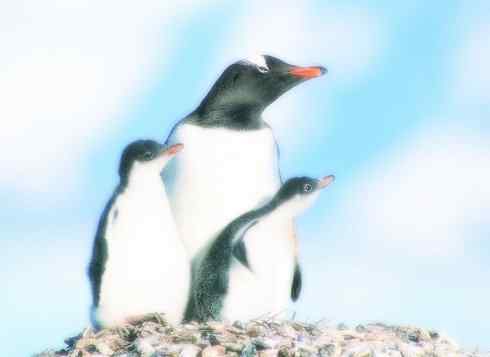 猎奇：十大奇异鸟类之三