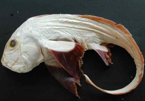 鱼类活化石：银鲛