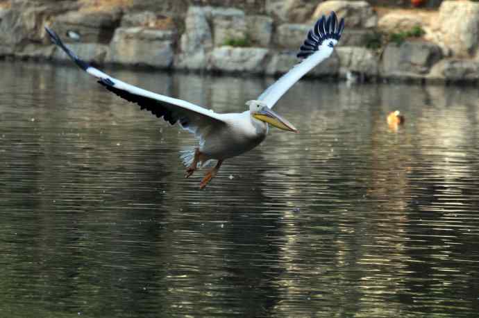 再拍鹈鹕 wbr wbr13