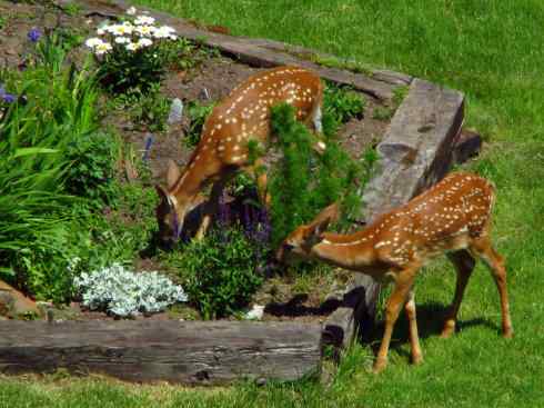 小鹿斑比姐妹俩 小鹿斑比姐妹俩