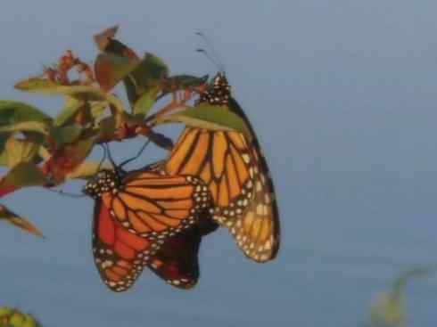 自然奇观：动物大迁徙(帝王蝶）