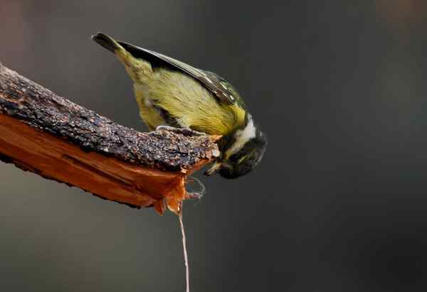北京植物园赏鸟（三），黄腹山雀（组图）