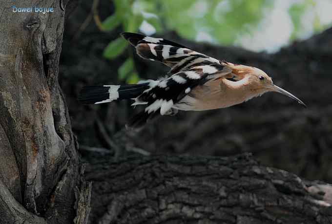 戴胜鈥溞赦澪钩