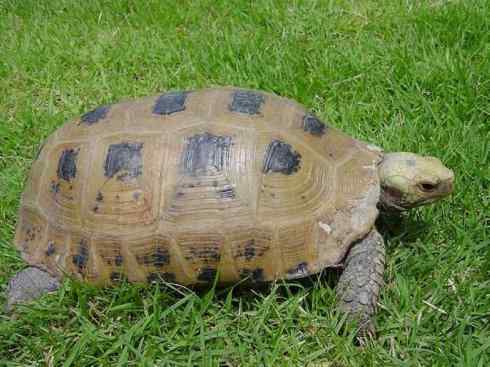 玄武：传说的兽原型探秘（象龟）