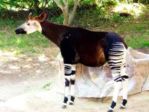 独角兽：传说的兽原型探秘（霍加狓）