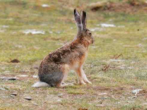 动物世界：山寨还是原创之十