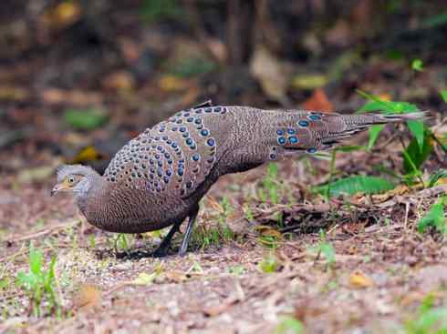 凤凰：传说中的鸟原型探秘（孔雀雉）