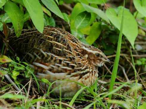 凤凰：传说的鸟原型探秘（鹌鹑）