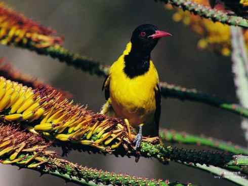 家禽驯化之源之三十一