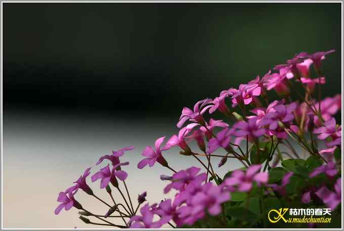 黑喉噪鹛&bull;斑姬啄木鸟【照片】