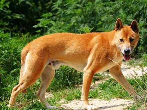 狈：传说的兽原型探秘（鬣狗）