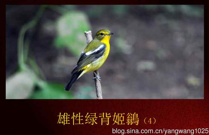 北京天坛公园的鸟类——雄性绿背姬鶲（4）