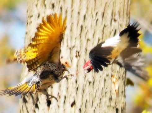 猎奇：奇特的鸟喙之三
