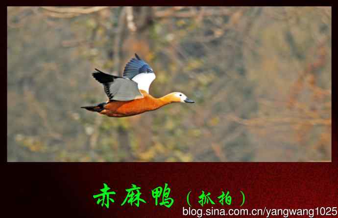 北京天坛公园的鸟类——赤麻鸭（抓拍）