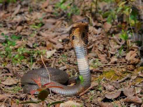 龙:传说的兽原型探秘(眼睛蛇类) 龙:传说的兽原型探秘(眼睛蛇类)