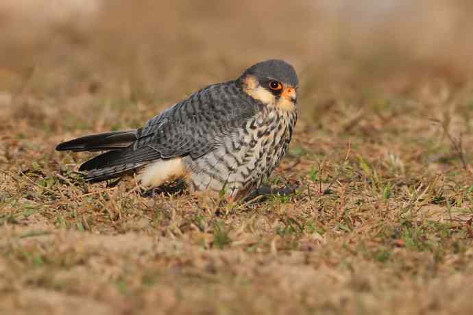 阿穆尔隼：野鸭湖黎明观猛*