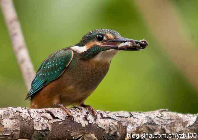 小翠吃蛙（组图，8张图片）