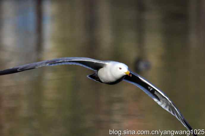 北京动物园的鸟类——飞（海鸥）11