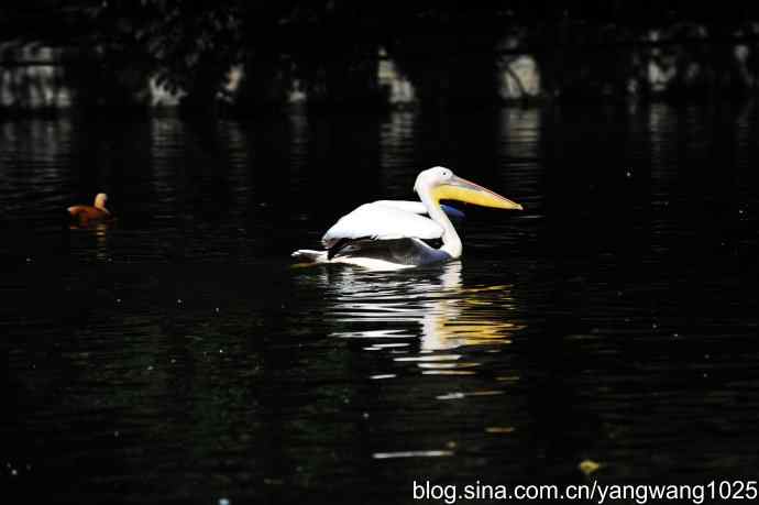 鹈鹕(大白)近况 鹈鹕(大白)近况
