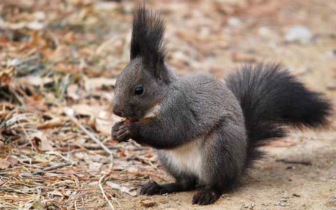 植物园赏鸟，先观松鼠表演。（组图）