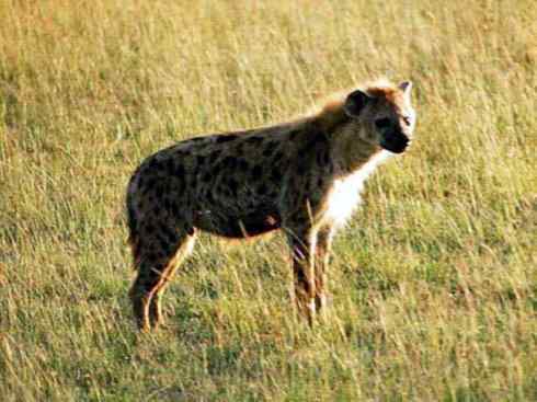 狈：传说的兽原型探秘（鬣狗）