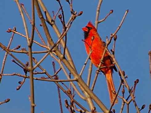 美国鸟类摄影——春眠不觉晓，处处闻啼鸟