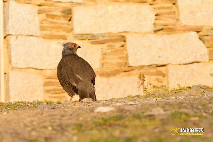 帕姆岭拍鈥溠翕