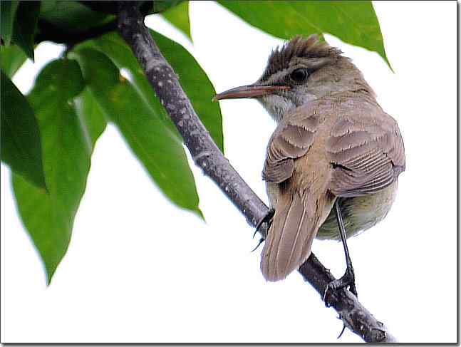 奥体公园观赏大苇莺