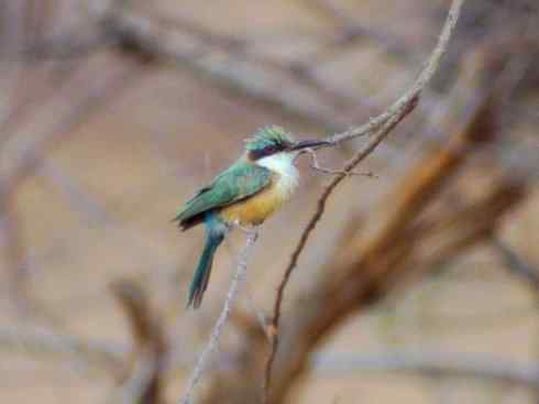 绝色攀禽:佛法僧目之蜂虎 绝色攀禽:佛法僧目之蜂虎