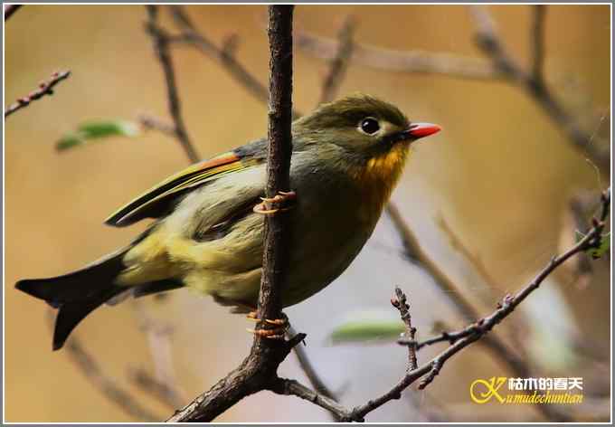 红嘴相思鸟【照片】
