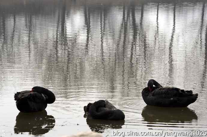 逆光拍摄黑天鹅 wbr1