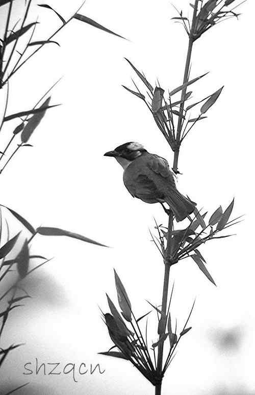 鸟语竹影（仿“水墨画”）