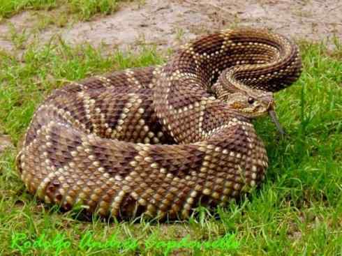 龙：传说的兽原型探秘（响尾蛇类）