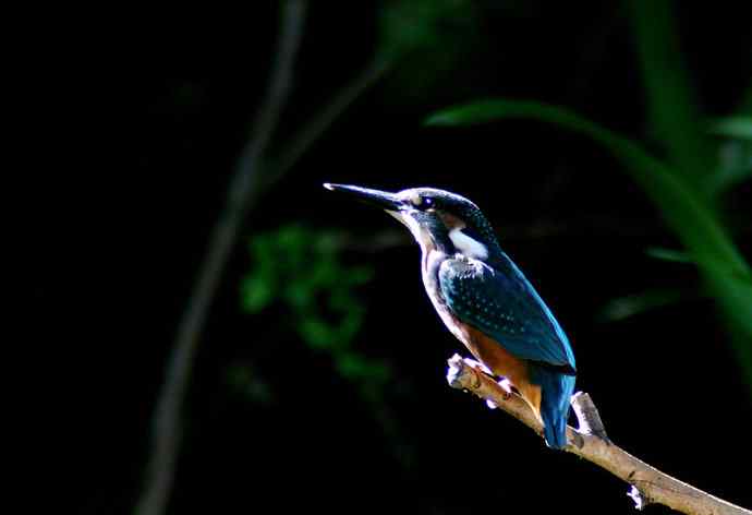 光影中的小小翠