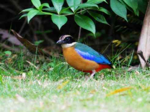 美丽无罪：雀鸟之八色鸫