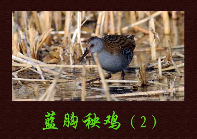 北京奥森公园的鸟类——蓝胸秧鸡（2）