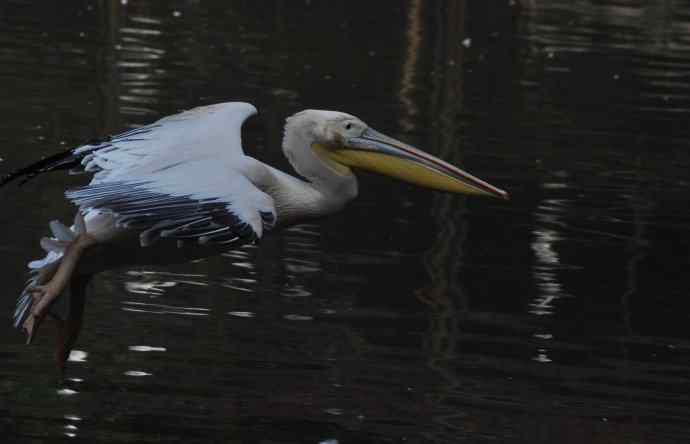 再拍大鹈鹕 wbr wbr4 再拍大鹈鹕 wbr wbr4