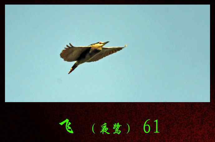 北京动物园的鸟类——飞（夜鹭）61