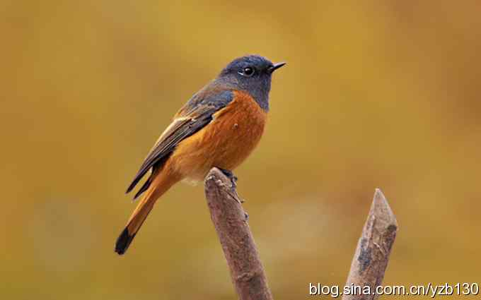 追踪了几个小时的密林精灵鈥斺斃抖詈煳拆叮ㄗ橥迹