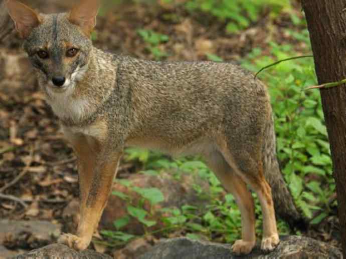 犬科：狐亚科伪狐属之高地狐、河狐、秘鲁狐